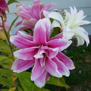 Meet your Posher, Monique